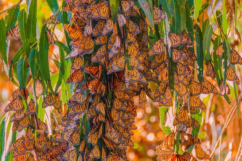 temp-butterflies